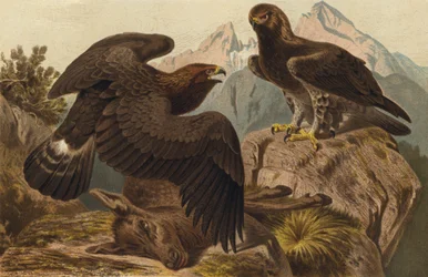 Steinadler